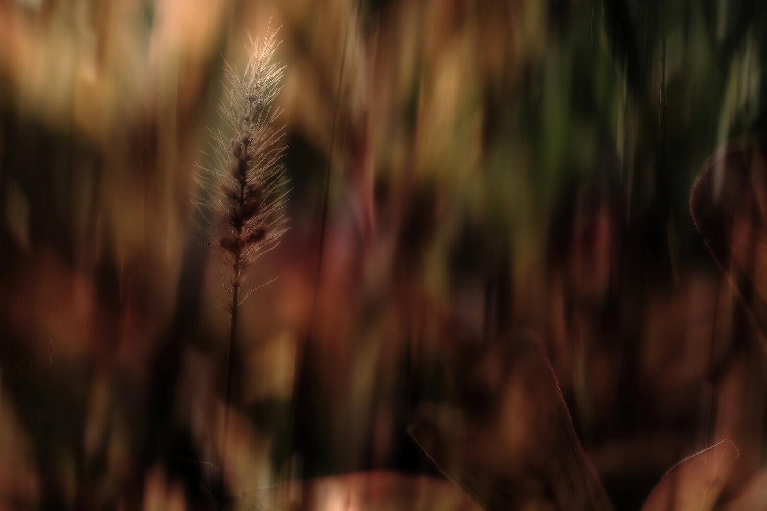 Autumn Colors