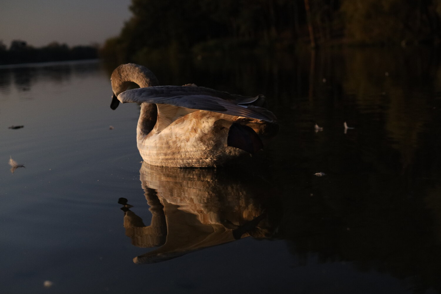 Photo #14278565