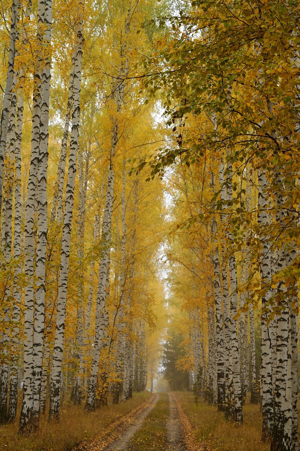 По дороге через осень