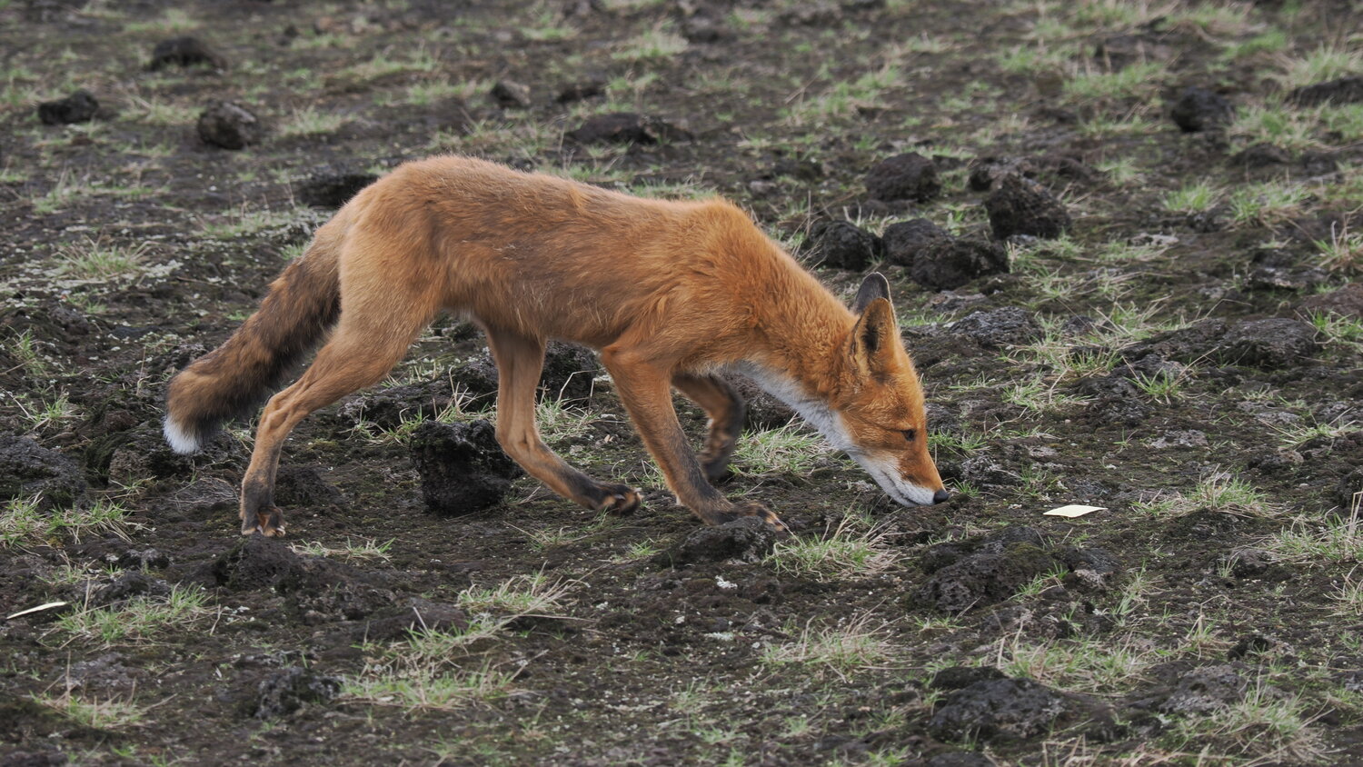 Photo #14279478