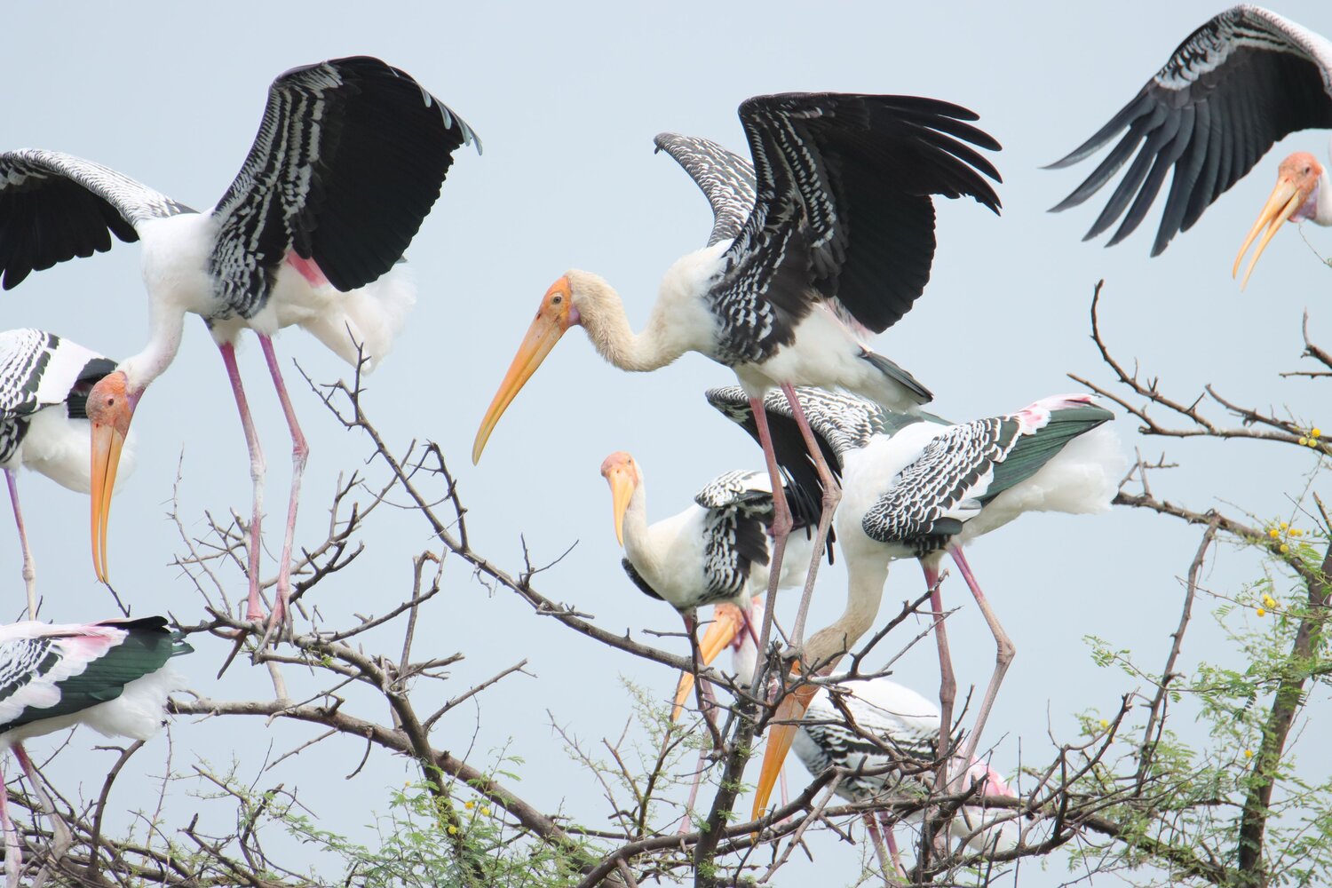 Painted stork perched on a tree branch with wings fully spread, showcasing its elegant plumage in a natural setting.