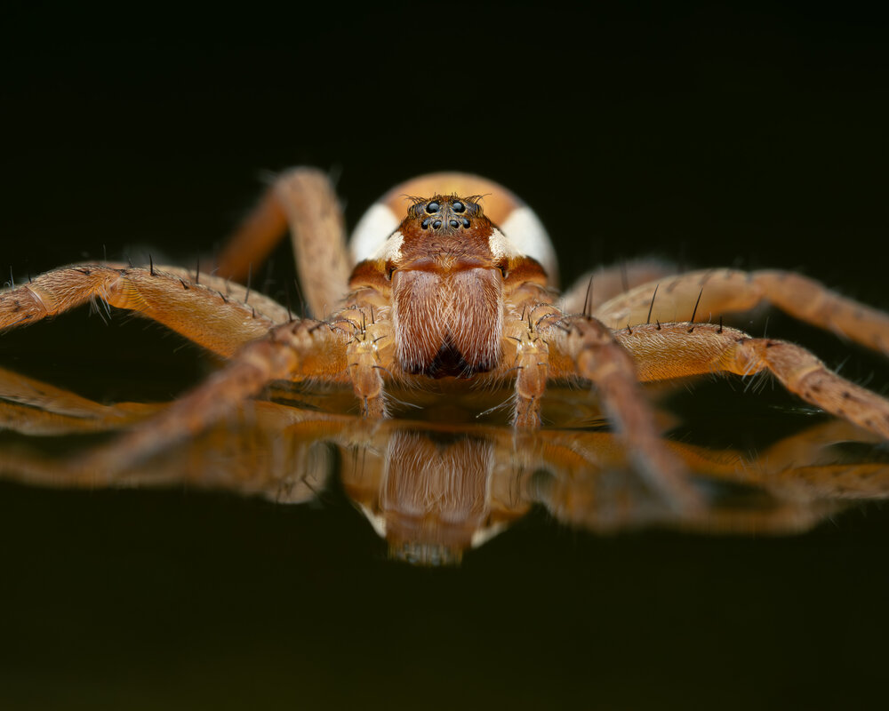 The silent hunter of still waters.