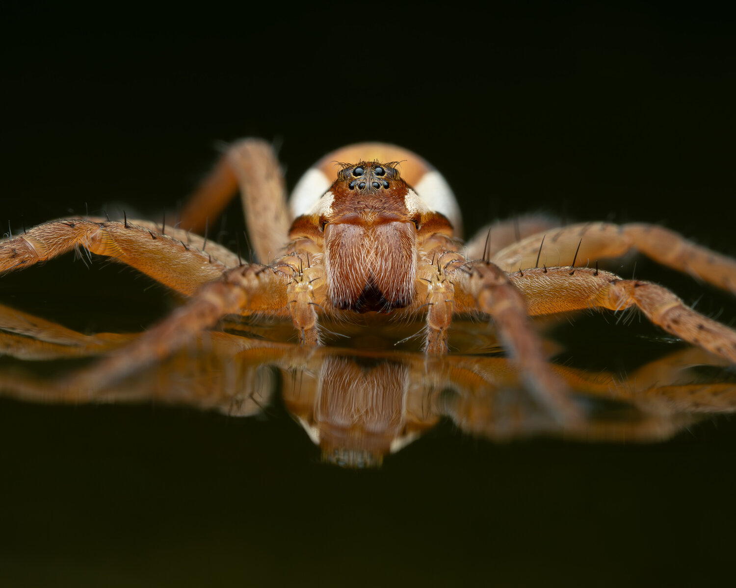The silent hunter of still waters.