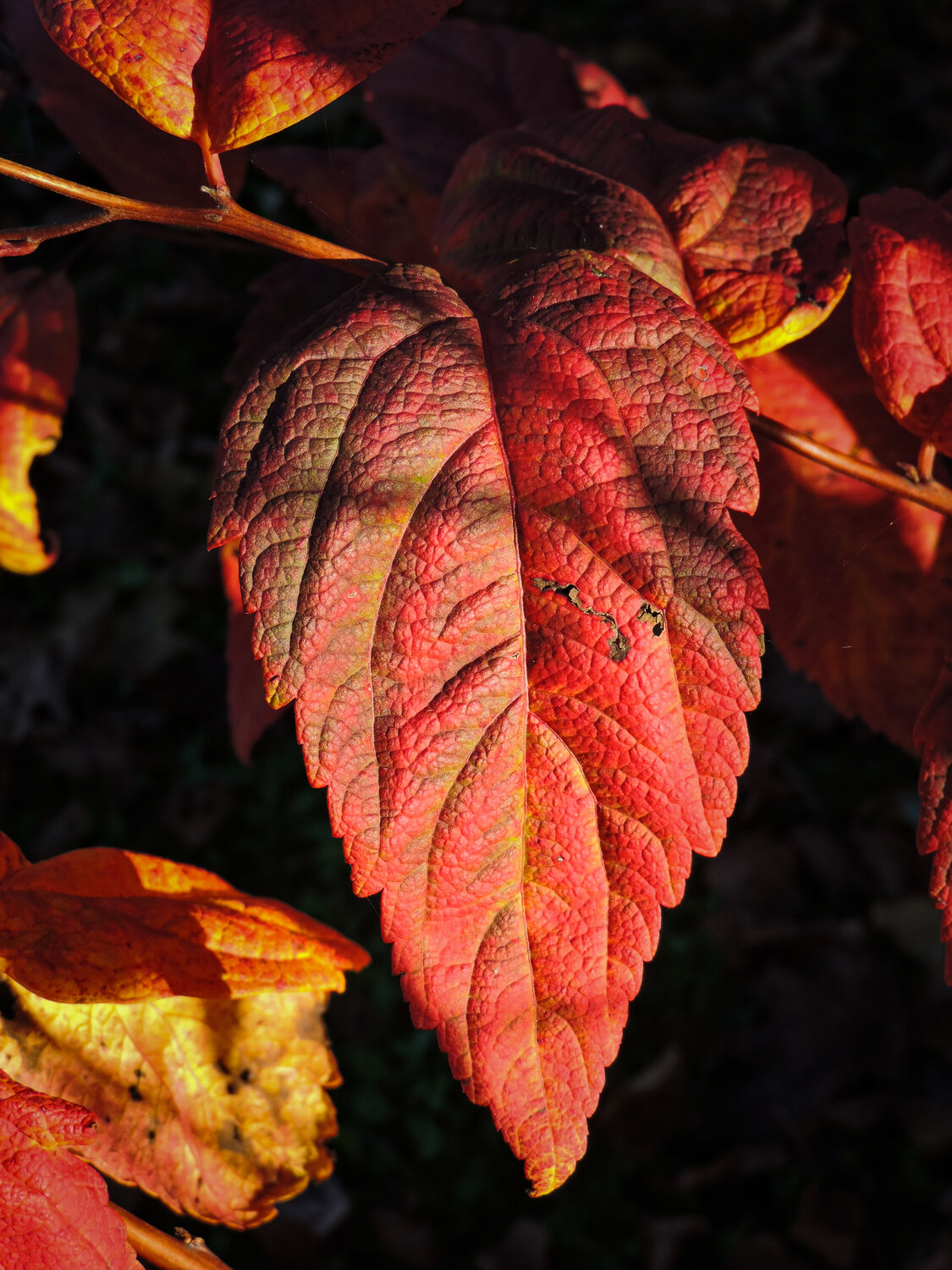 Красное сердце осени / Red heart of autumn