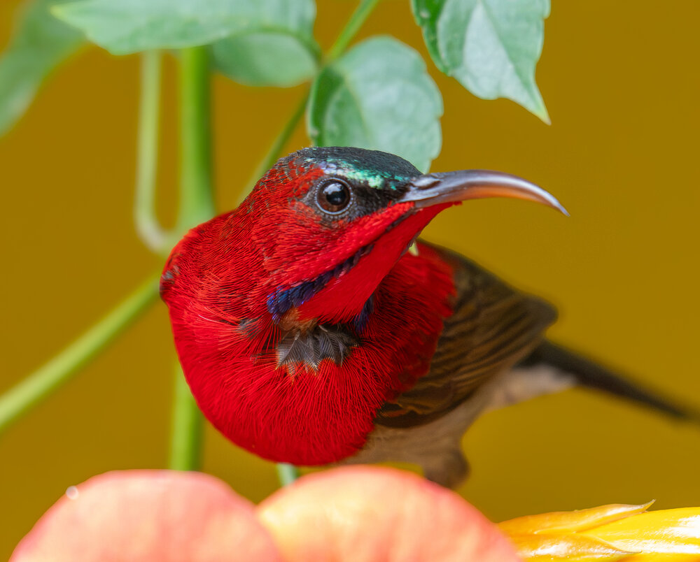 Portraiture of a Crimson Sunbird