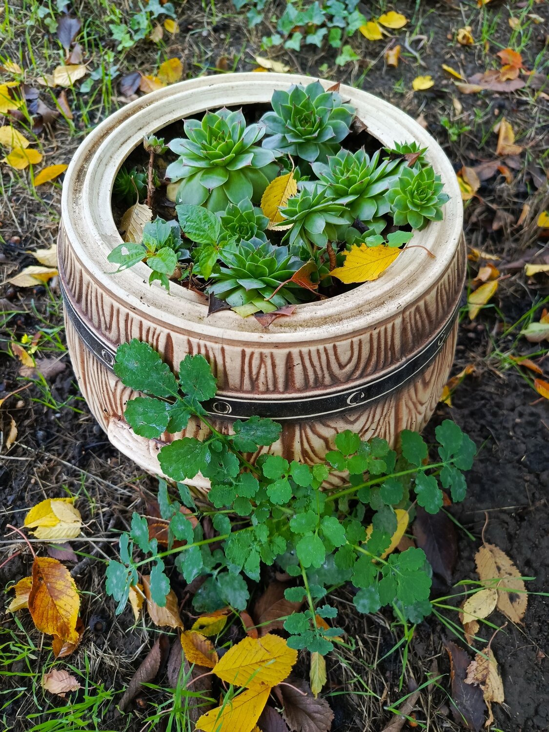 Осень в бочонке