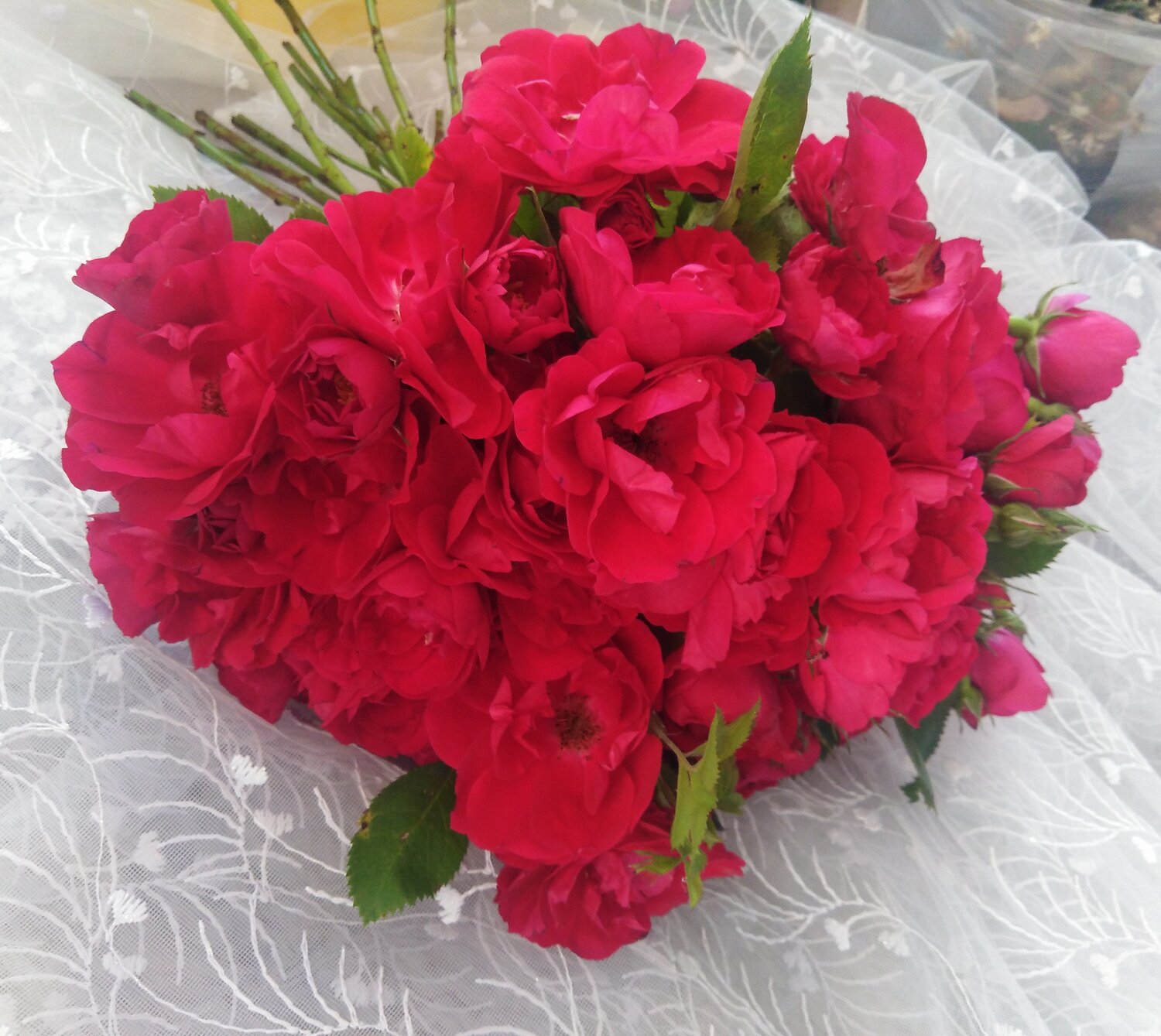Photo #14283013