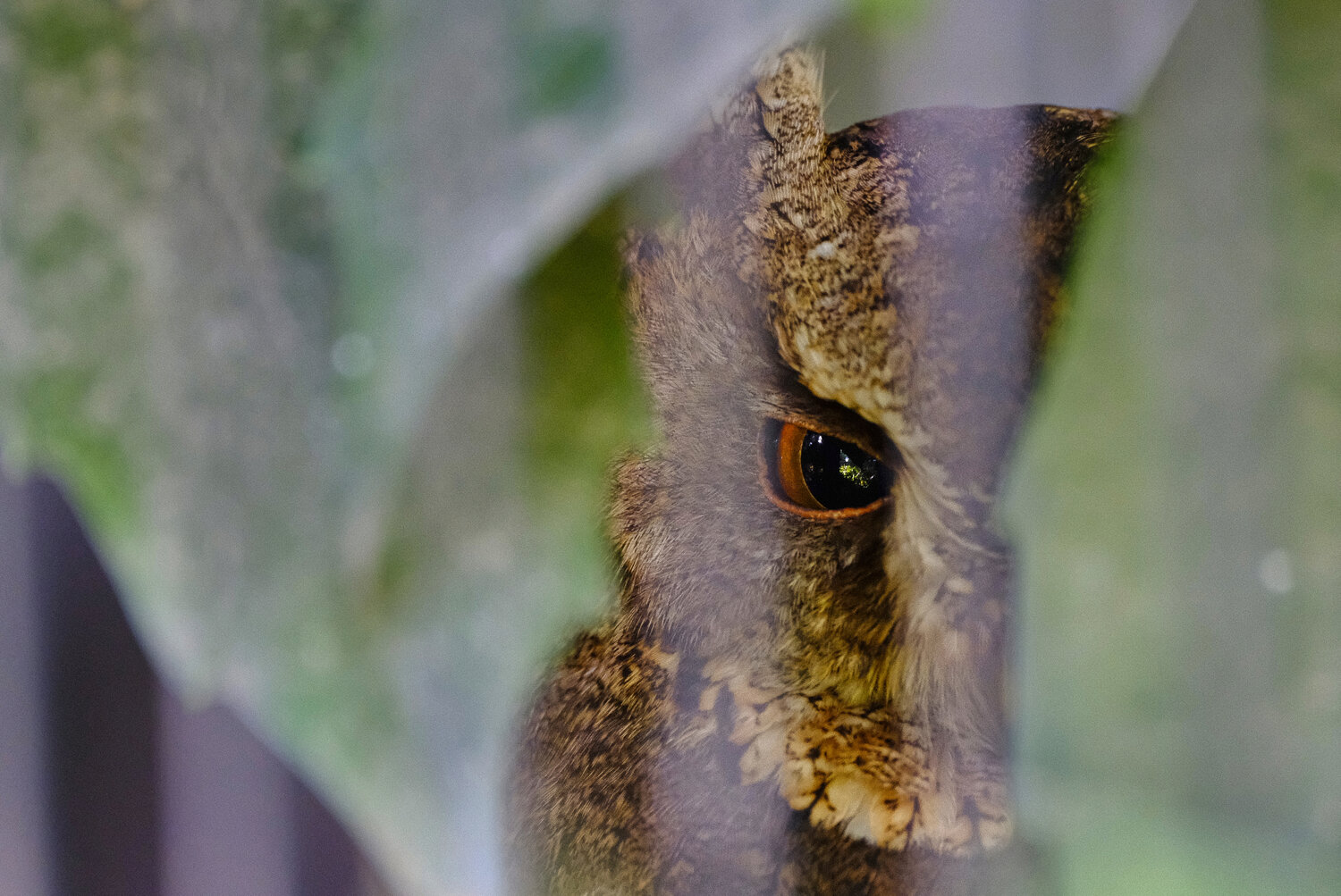 Gaze
