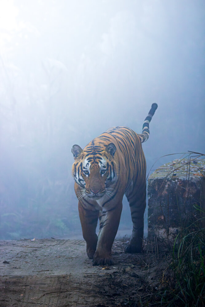 A tiger in the mist