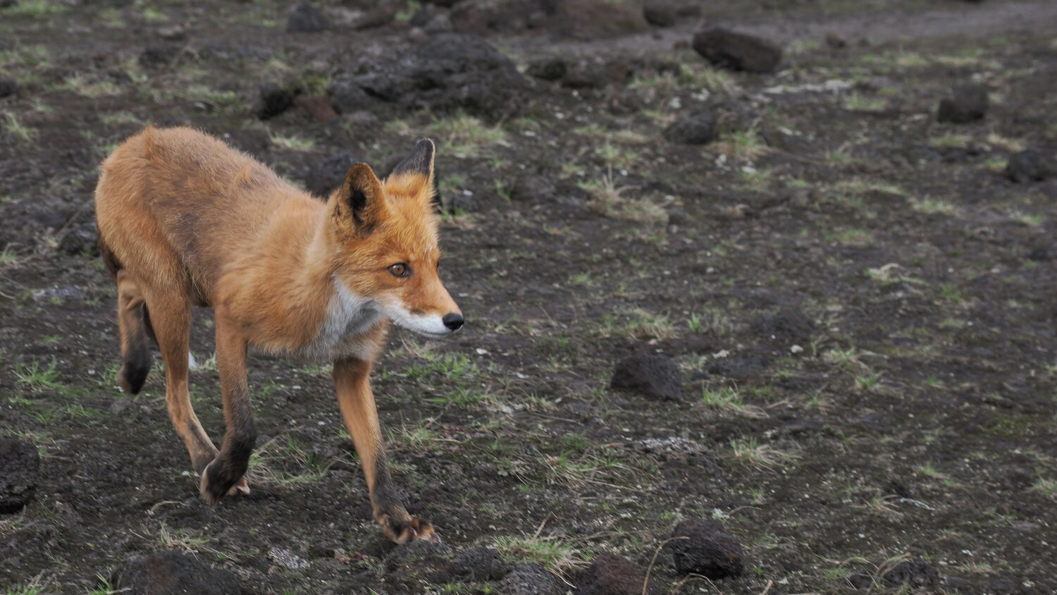 Photo #14288335