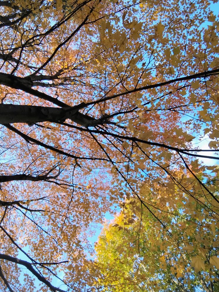 Beneath the Autumn Canopy