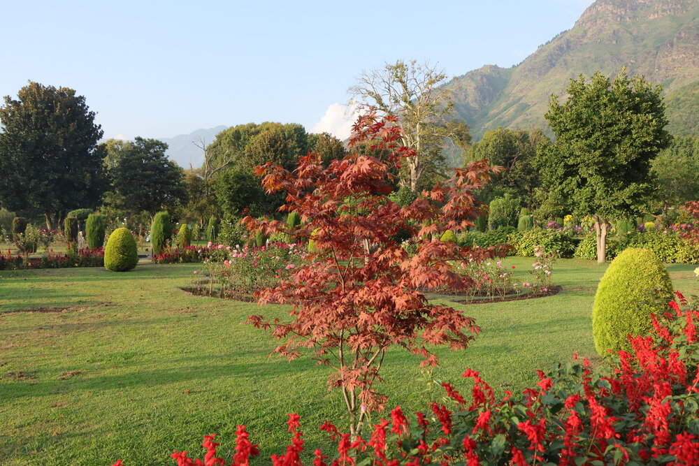 Autumn Red Tree Surrounded by Garden Greenery