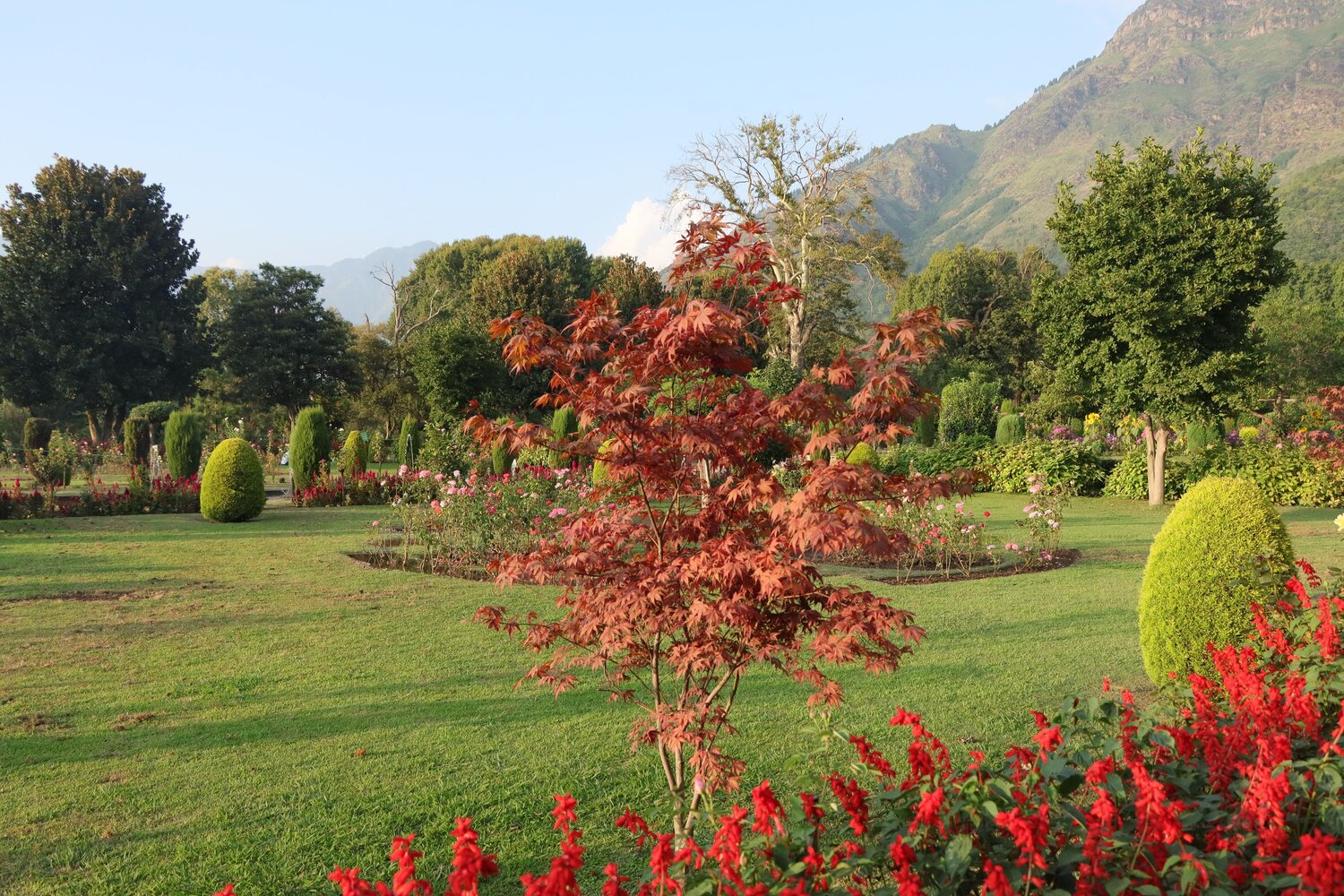 Autumn Red Tree Surrounded by Garden Greenery