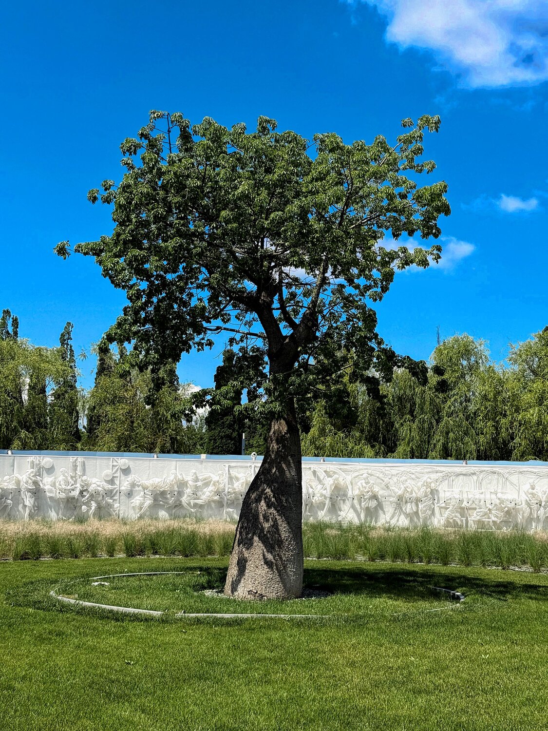 Хоризия,бутылочное дерево