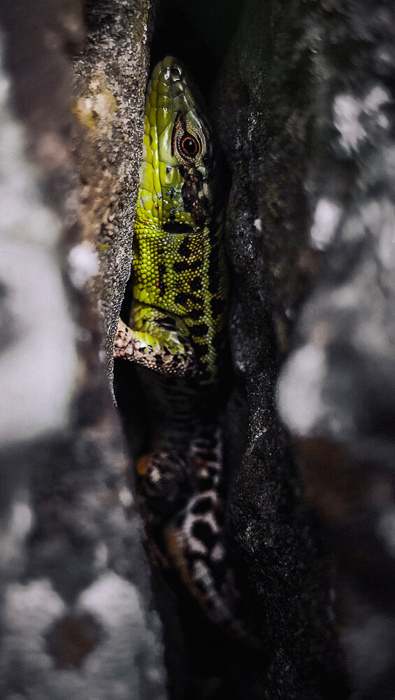 Hide and Seek