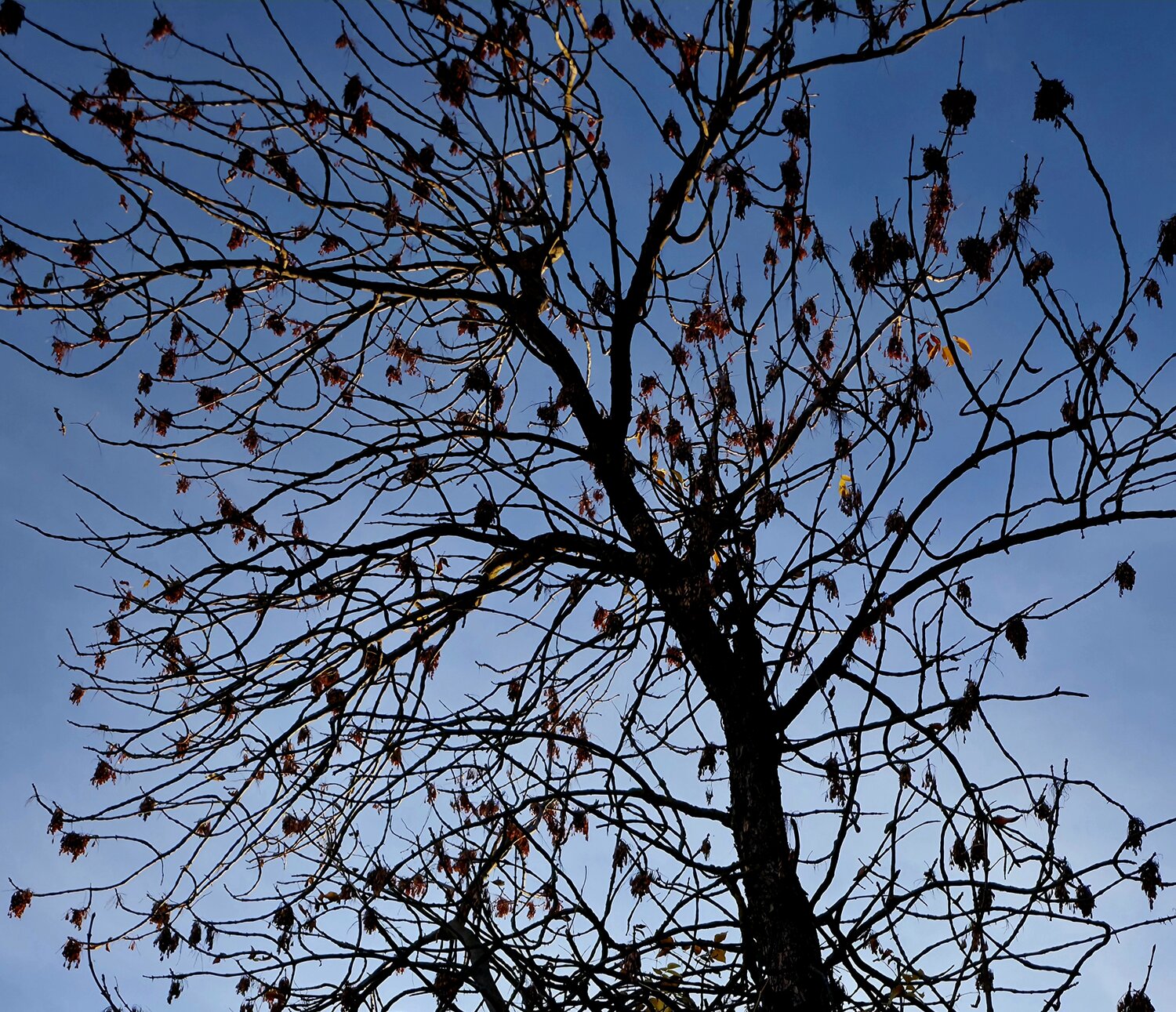 Photo #14290750