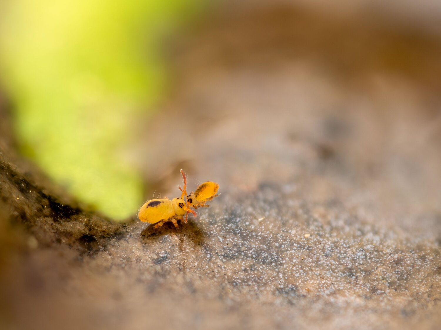 Springtail Romance