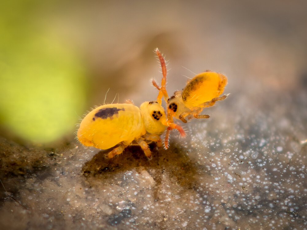 Springtail Romance