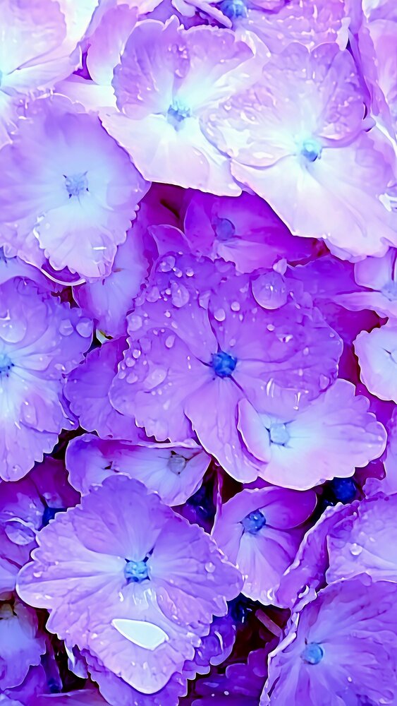Purple Dreams