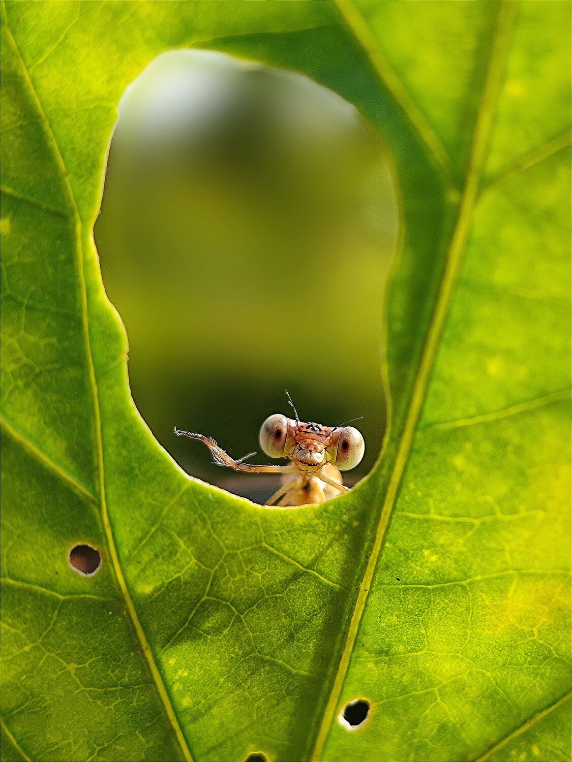 Damselfly says hello!