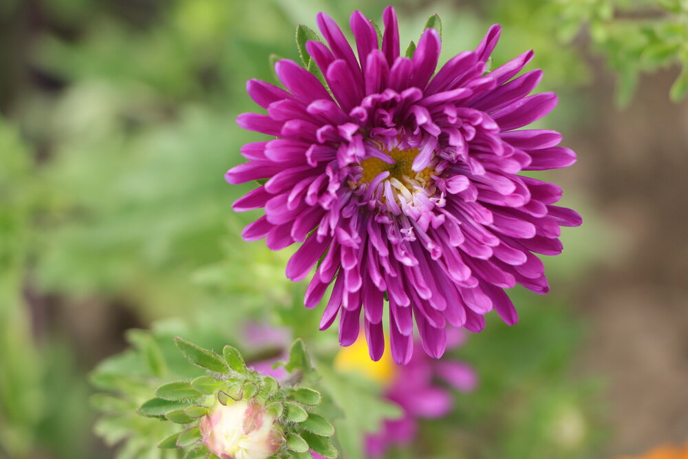Nature\'s Purple Crown