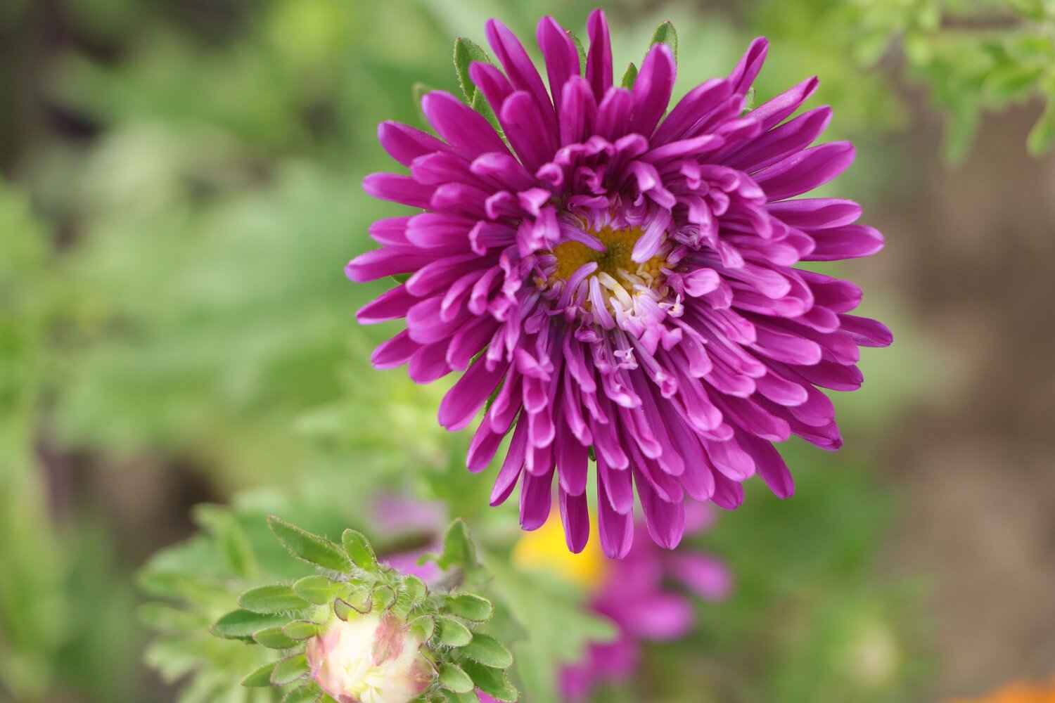 Nature\'s Purple Crown