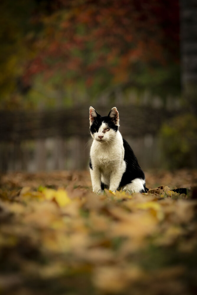 Survivor