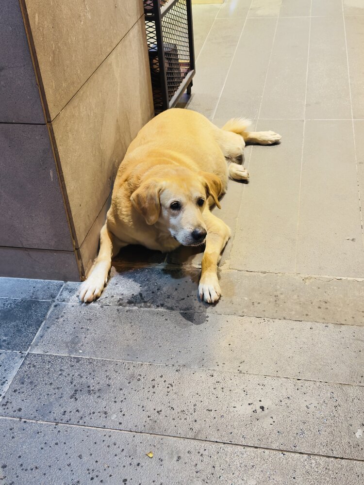 a big, sad dog