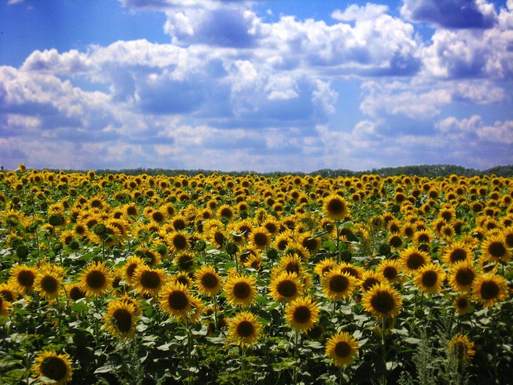 Великолепные краски лета