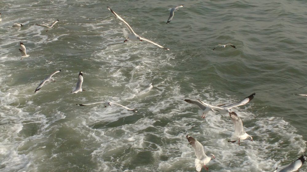 Bird flying