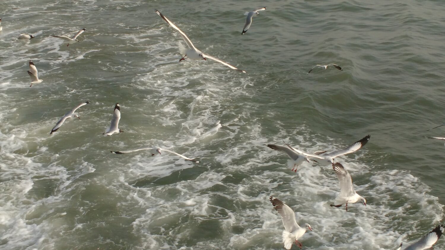 Bird flying