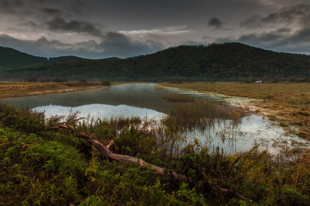 Раннее утро на болоте. Россия. Приморский край.