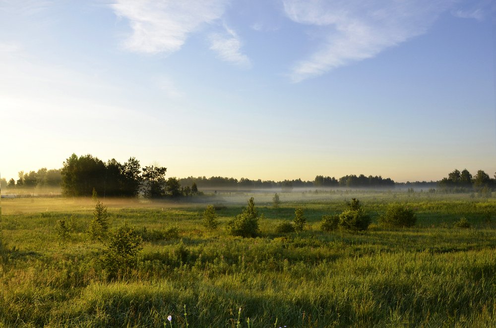 Летнее утро