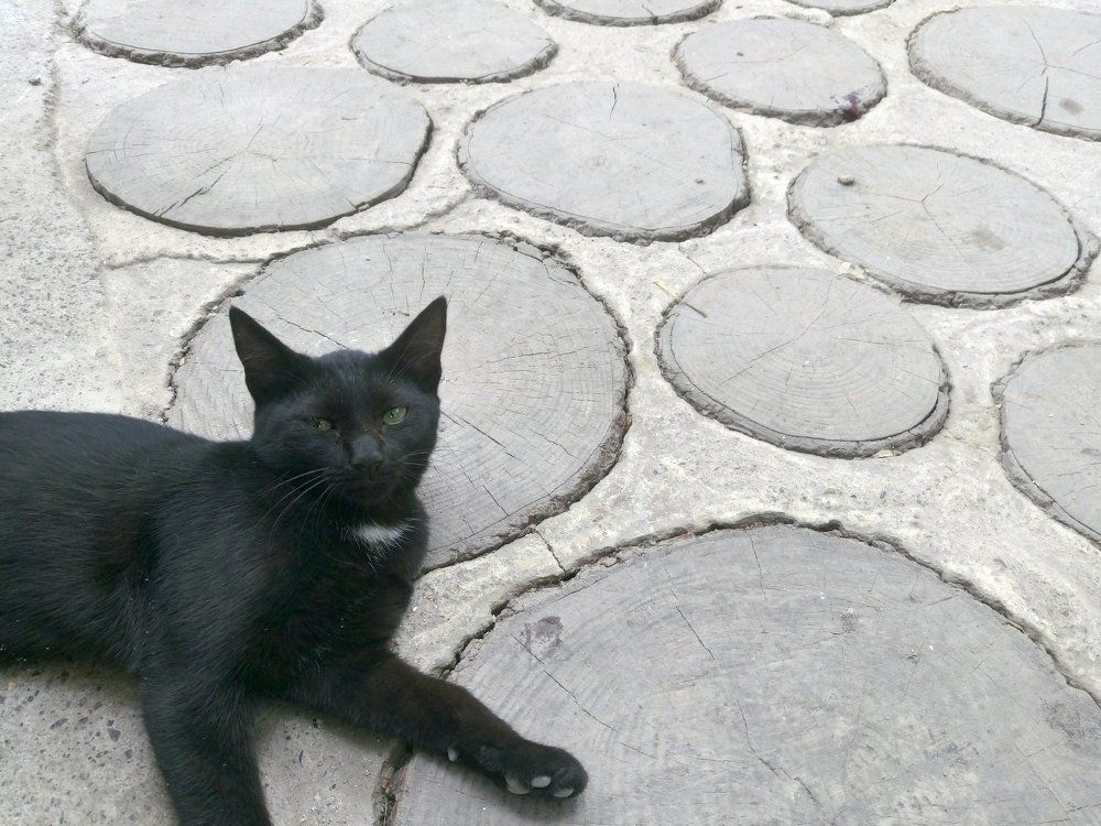 Cat
