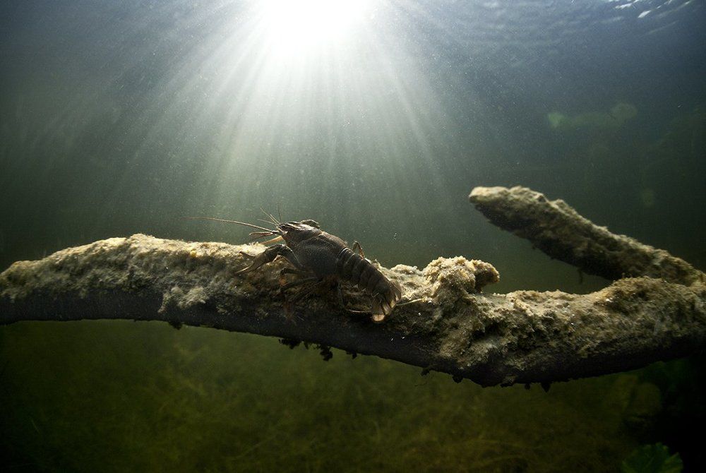 В лучах заката