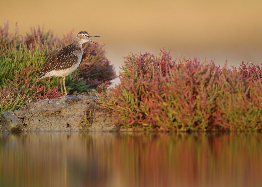 Доброе утро)