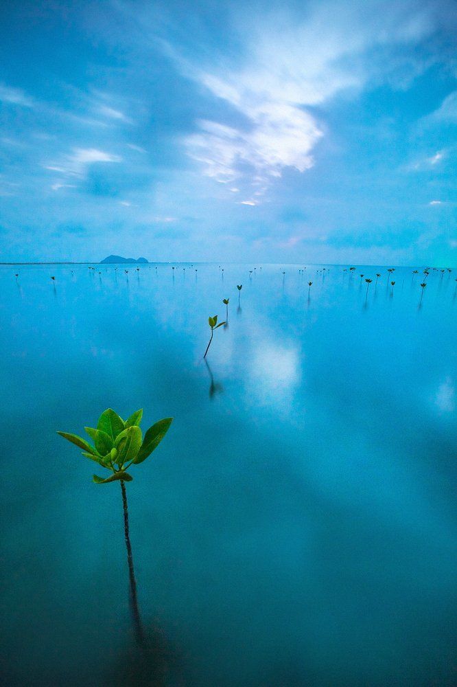 Сиамский залив