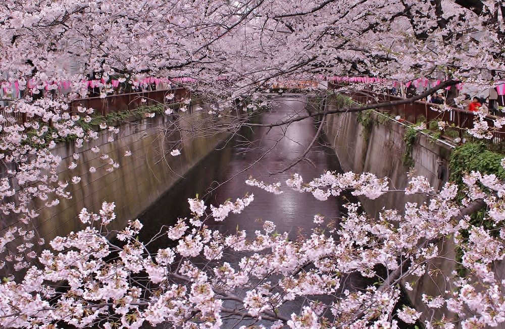 красота цветения сакуры