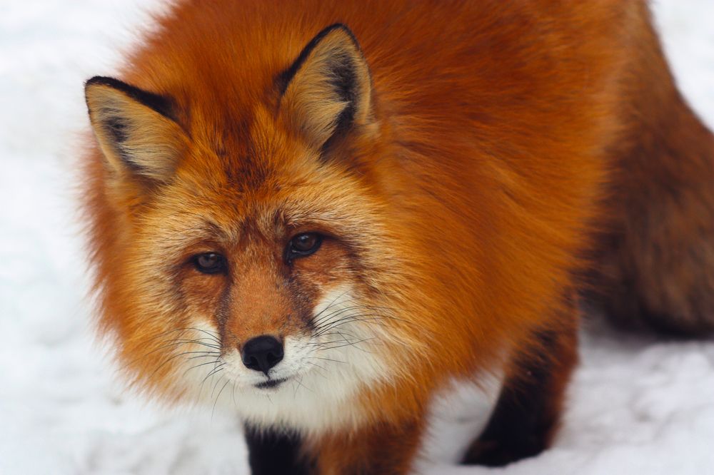 Рыжая морда