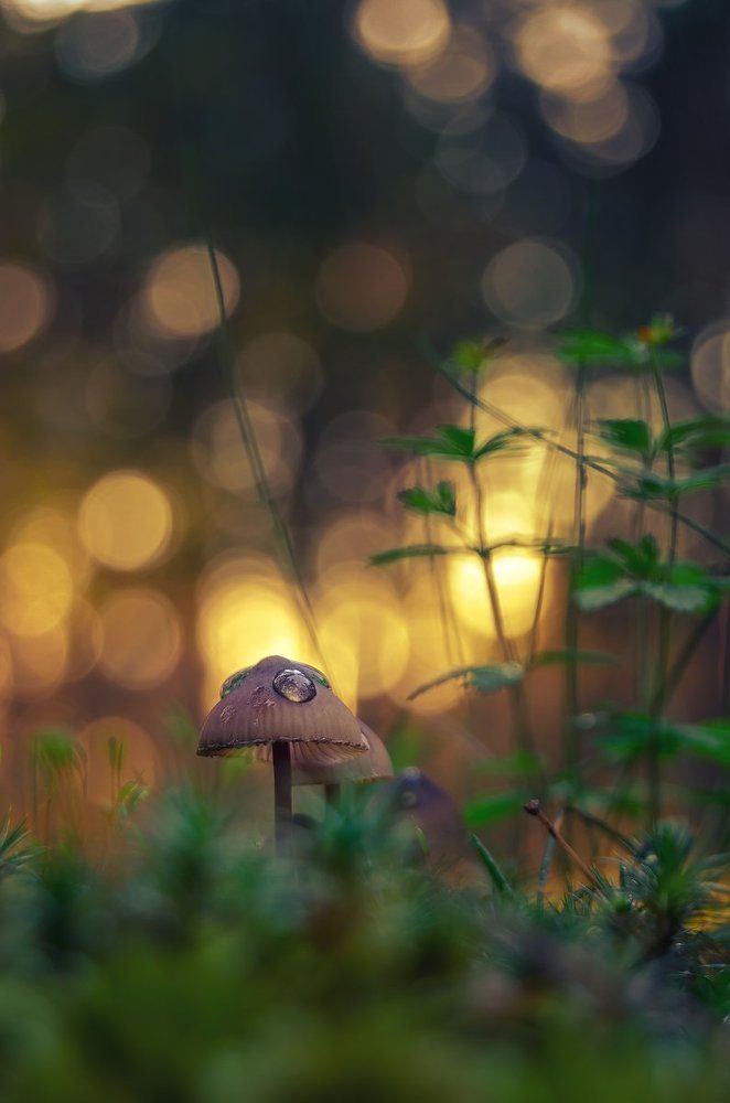 Несъедобный