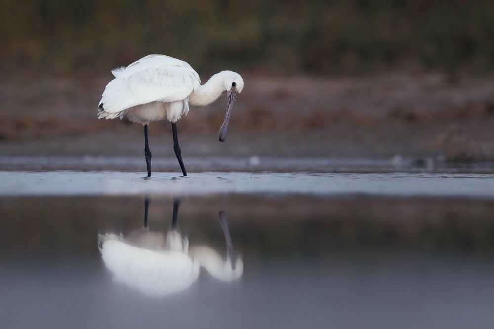 Любопытсво