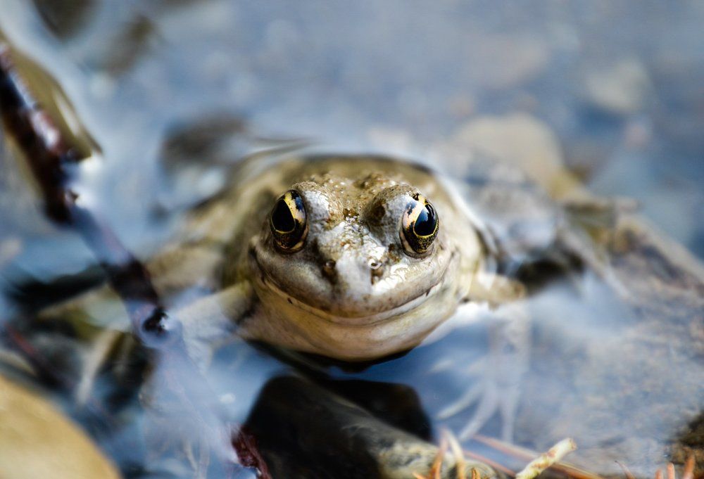 Smiling Frog