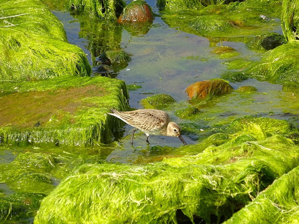 Из семейства бекасовых