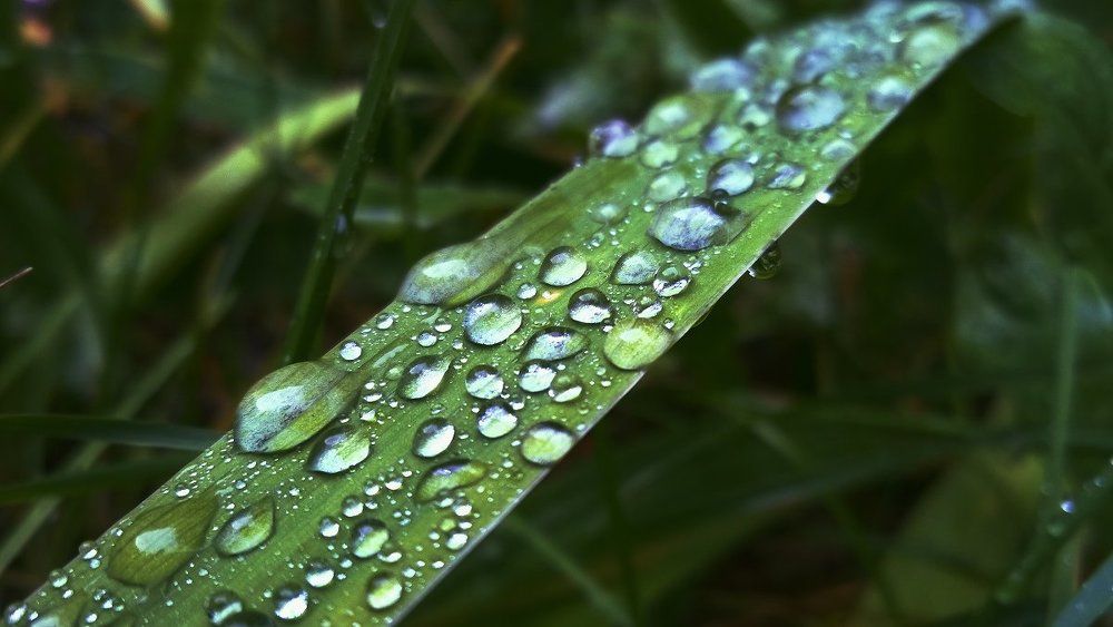 Мелодия дождя