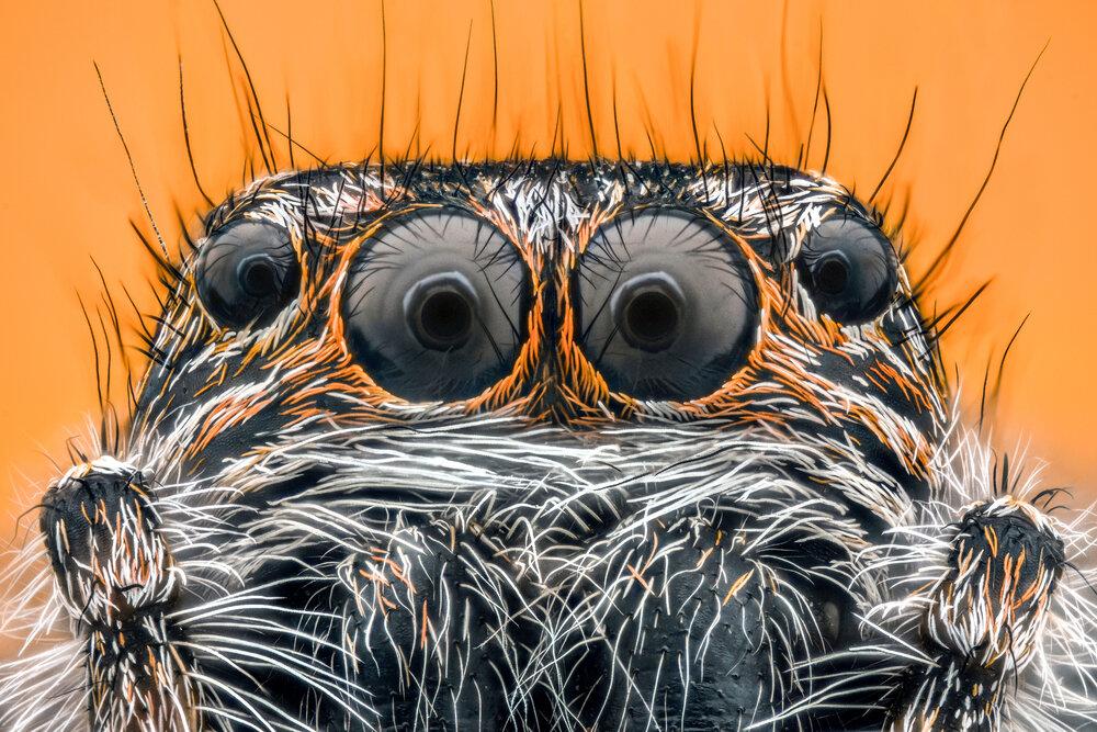 Spider