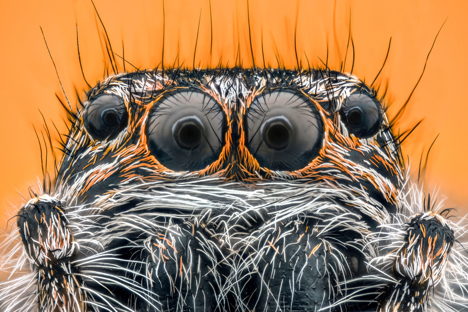 Spider