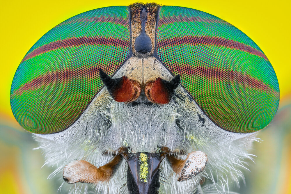 Fly