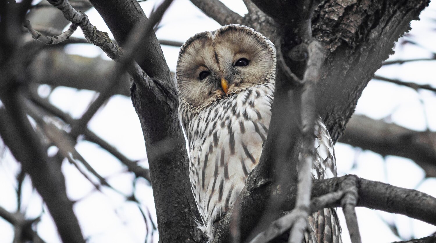 An owl on a branch
