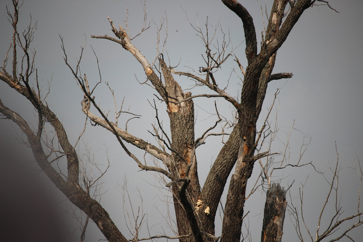 Photo #14301598