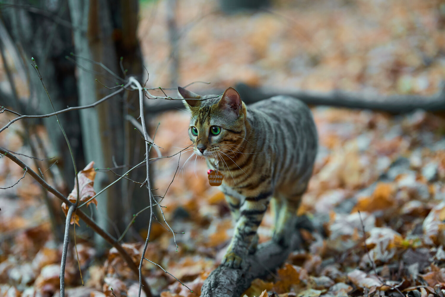 Photo #14302886